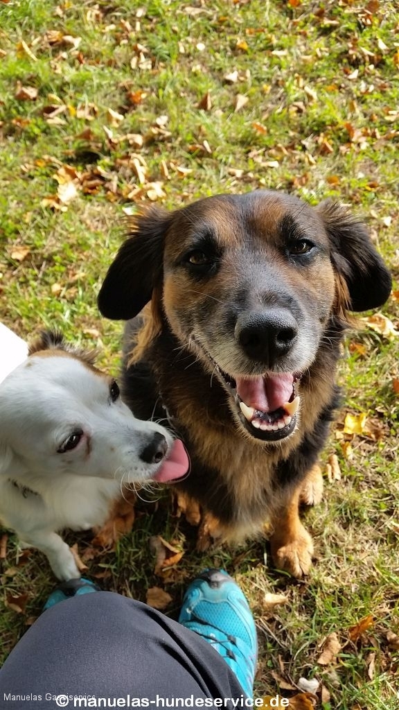 Kompa, ein toller (Straßen) Hund ManuelasHundeservice